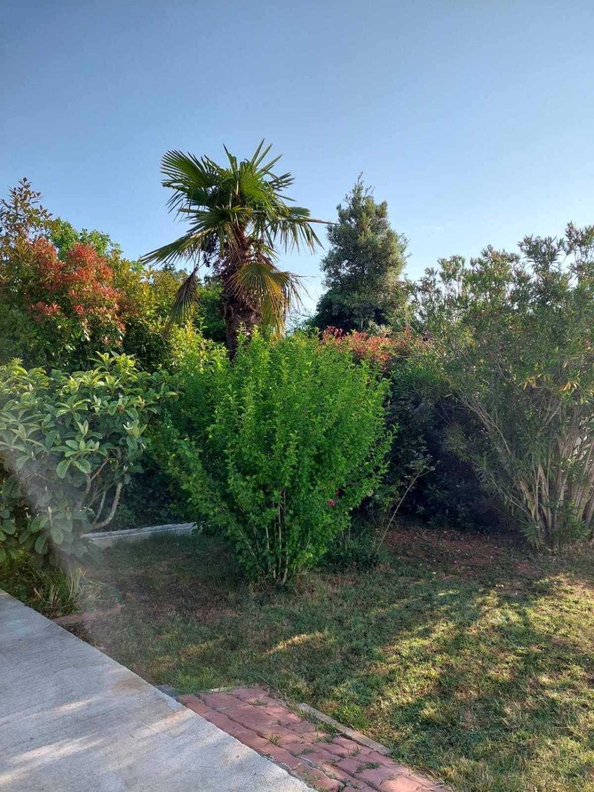 Soline Ada Daire Pjescana Uvala Dış mekan fotoğraf